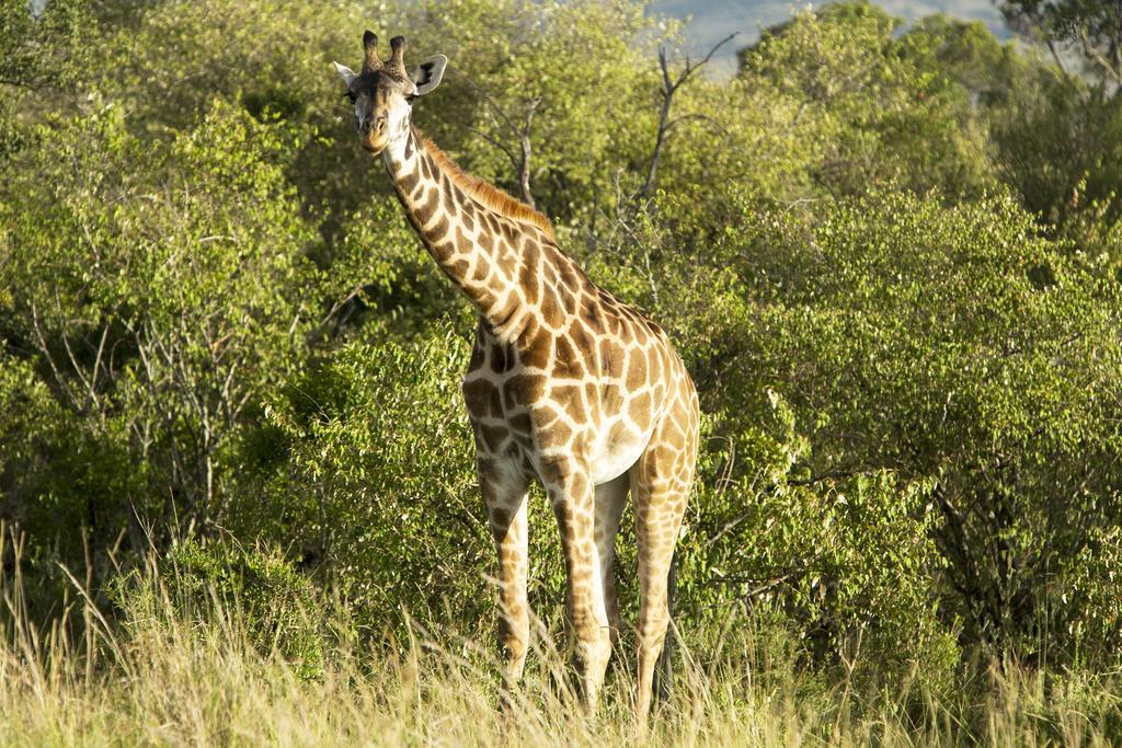 Mara Engai Lodge Lolgorien Bagian luar foto